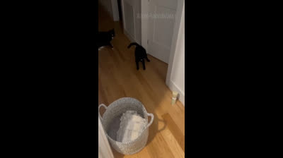 Funny Videos: The Funniest Moments Captured on Video