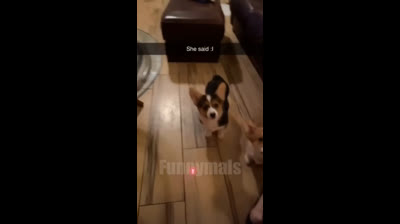 Laugh Non-Stop! Discover Our Hilarious Compilation Videos