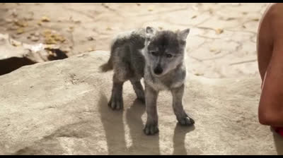 ✡Mogli, o Menino Lobo Dublado Logan✡